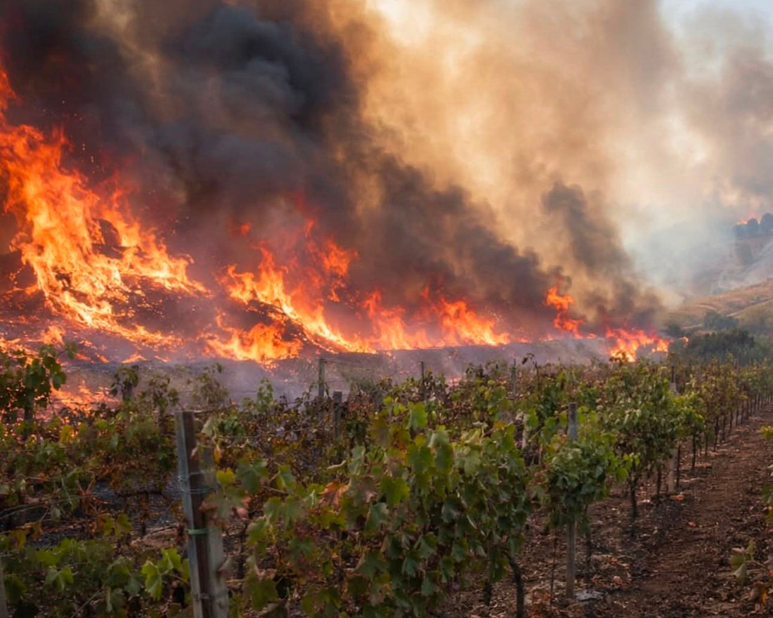 A vineyard consumed by wildfire in southern Europe, 2026