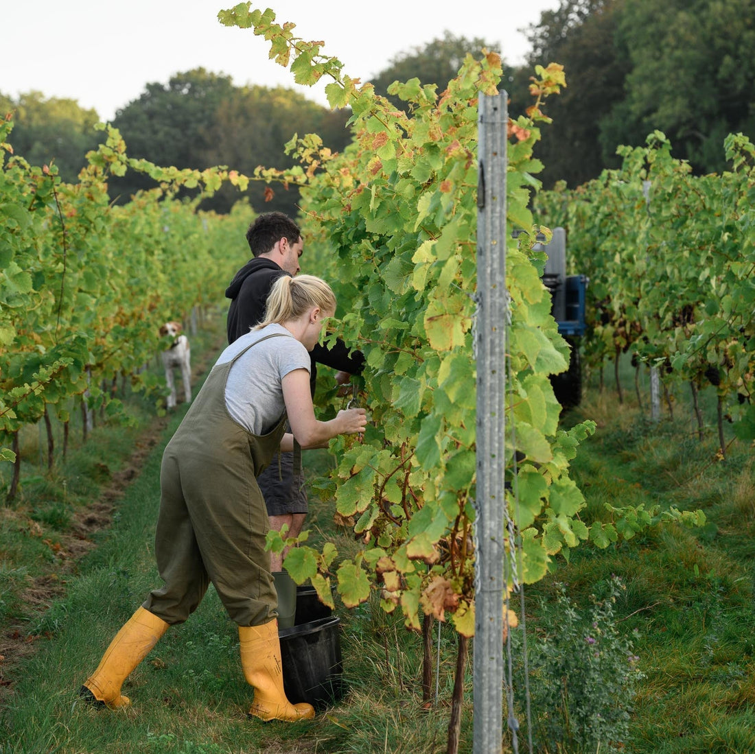 Two harvest workers hand-picking grapes between vine rows in an English vineyard, early morning, 2026