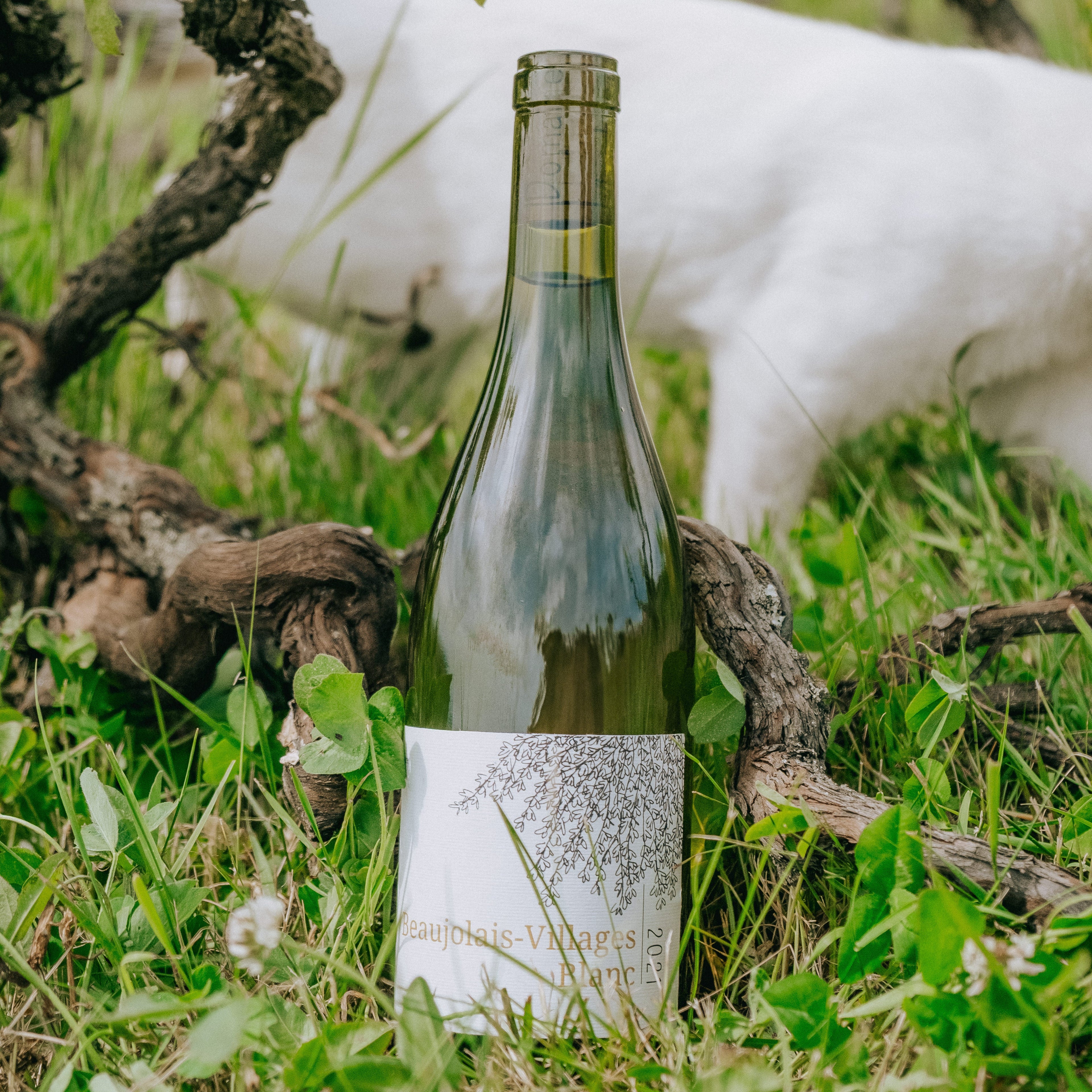 A bottle of white wine stands in a grassy vineyard setting, surrounded by grape leaves and branches, with a white dog blurred in the background.