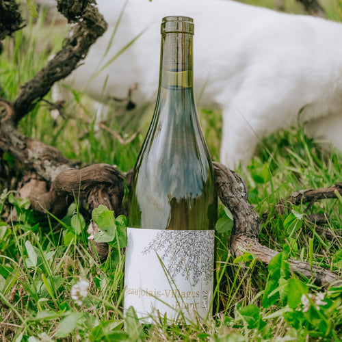 A bottle of white wine stands in a grassy vineyard setting, surrounded by grape leaves and branches, with a white dog blurred in the background.
