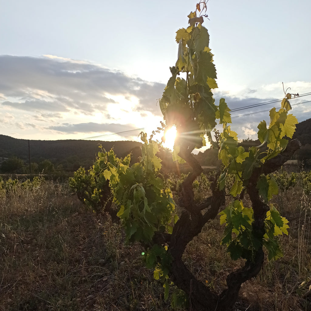 CLOS COSTELA Vineyard