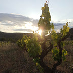 CLOS COSTELA Vineyard