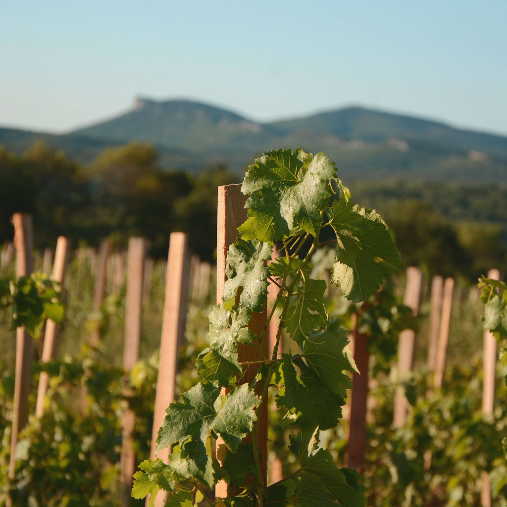 Domaine de Cassagnas Vineyard with green leaves and wooden stakes against a mountainous landscape