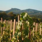 Domaine de Cassagnas Vineyard with green leaves and wooden stakes against a mountainous landscape