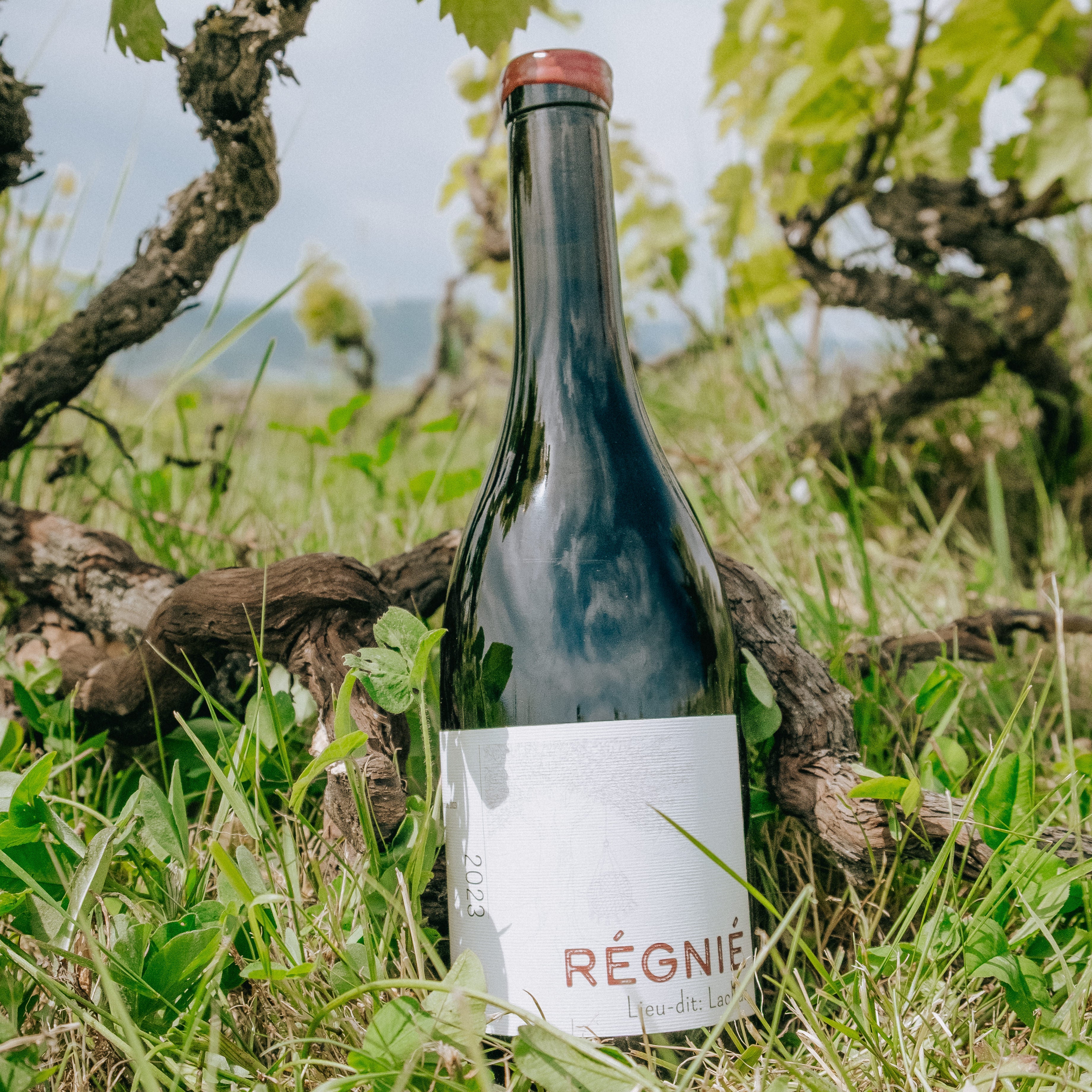 A dark glass wine bottle with a white label reading 'RÉGNIER' stands upright in grass outdoors, surrounded by grapevine branches and leaves under a cloudy sky.
