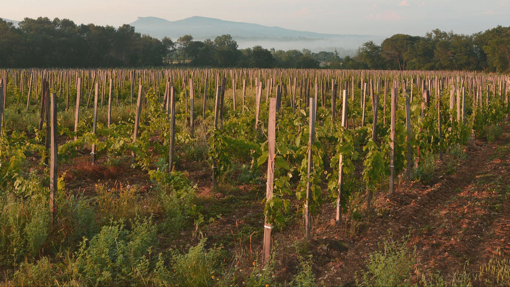 Domaine de Cassagnas Vineyard with rows of grapevines under a clear blue sky.