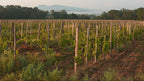Domaine de Cassagnas Vineyard with rows of grapevines under a clear blue sky.