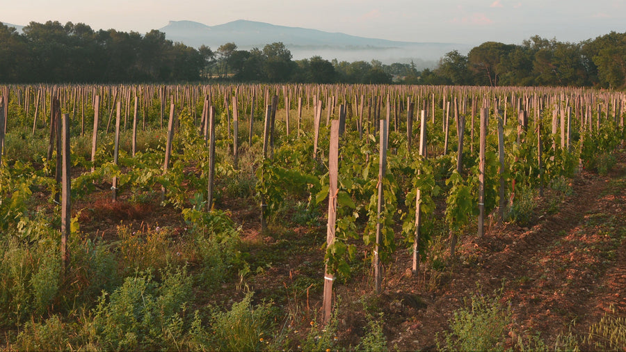 Domaine de Cassagnas Vineyard with rows of grapevines under a clear blue sky.