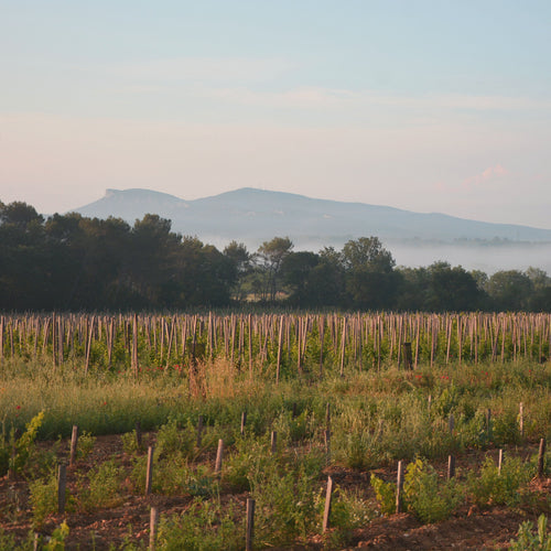 Domaine de Cassagnas Vineyard with mountains in the background