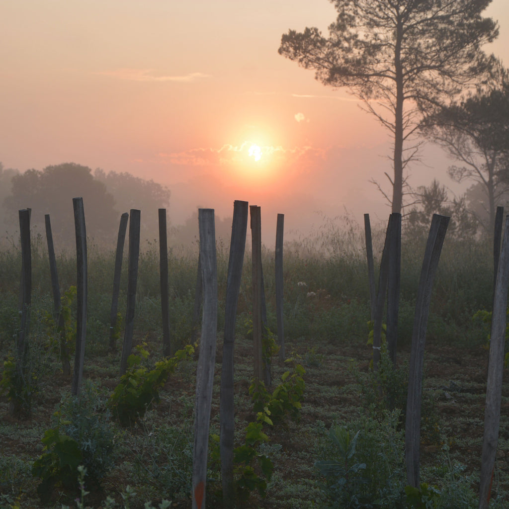 Sunrise over a Domaine de Cassagnas  with wooden stakes and trees