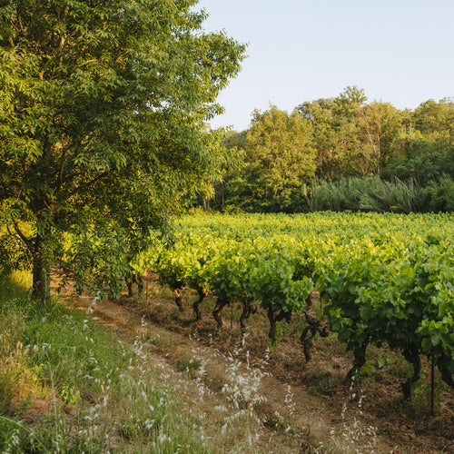 Domaine Flo Busch Vineyard with rows of grapevines under a clear blue sky