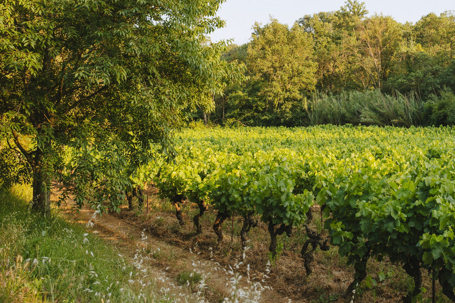 Domaine Flo Busch Vineyard with rows of grapevines under a clear blue sky