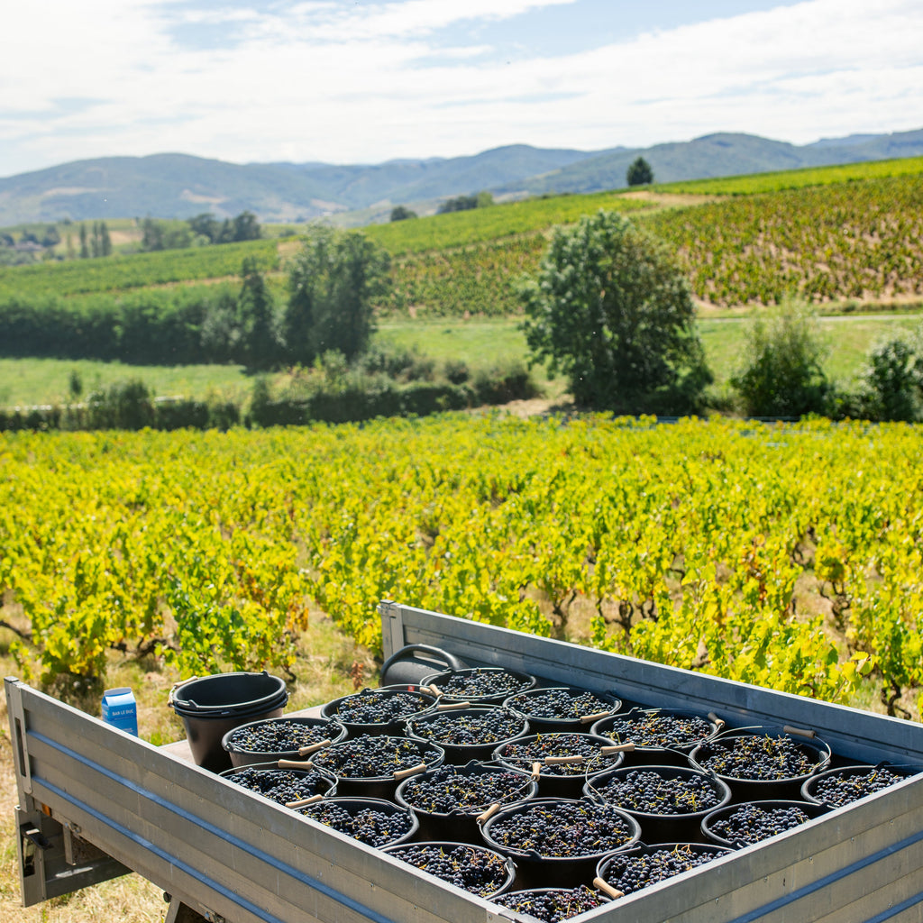 A silver utility trailer loaded with black plastic pots of grapevines, parked in a sunny vineyard with rows of green vines and distant hills under a blue sky.