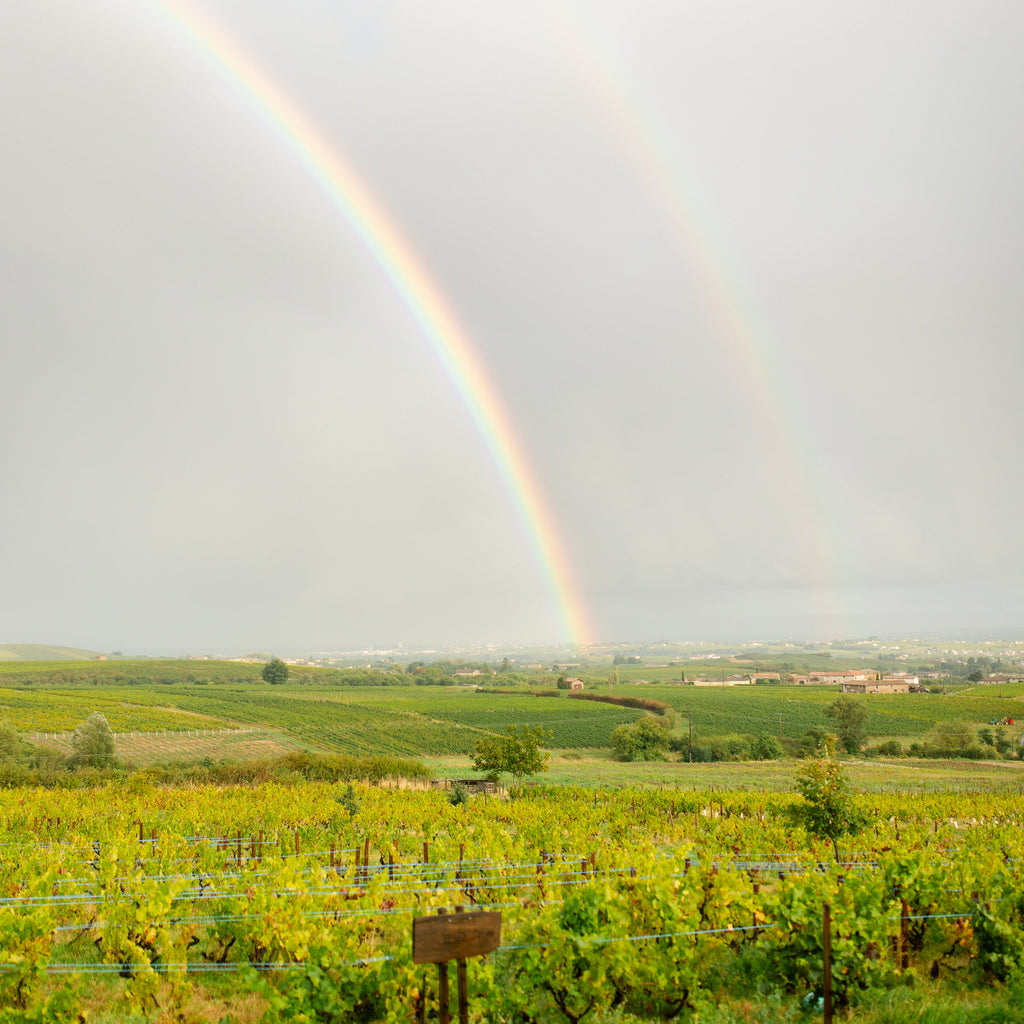 A double rainbow arches over a green vineyard landscape under a cloudy gray sky.