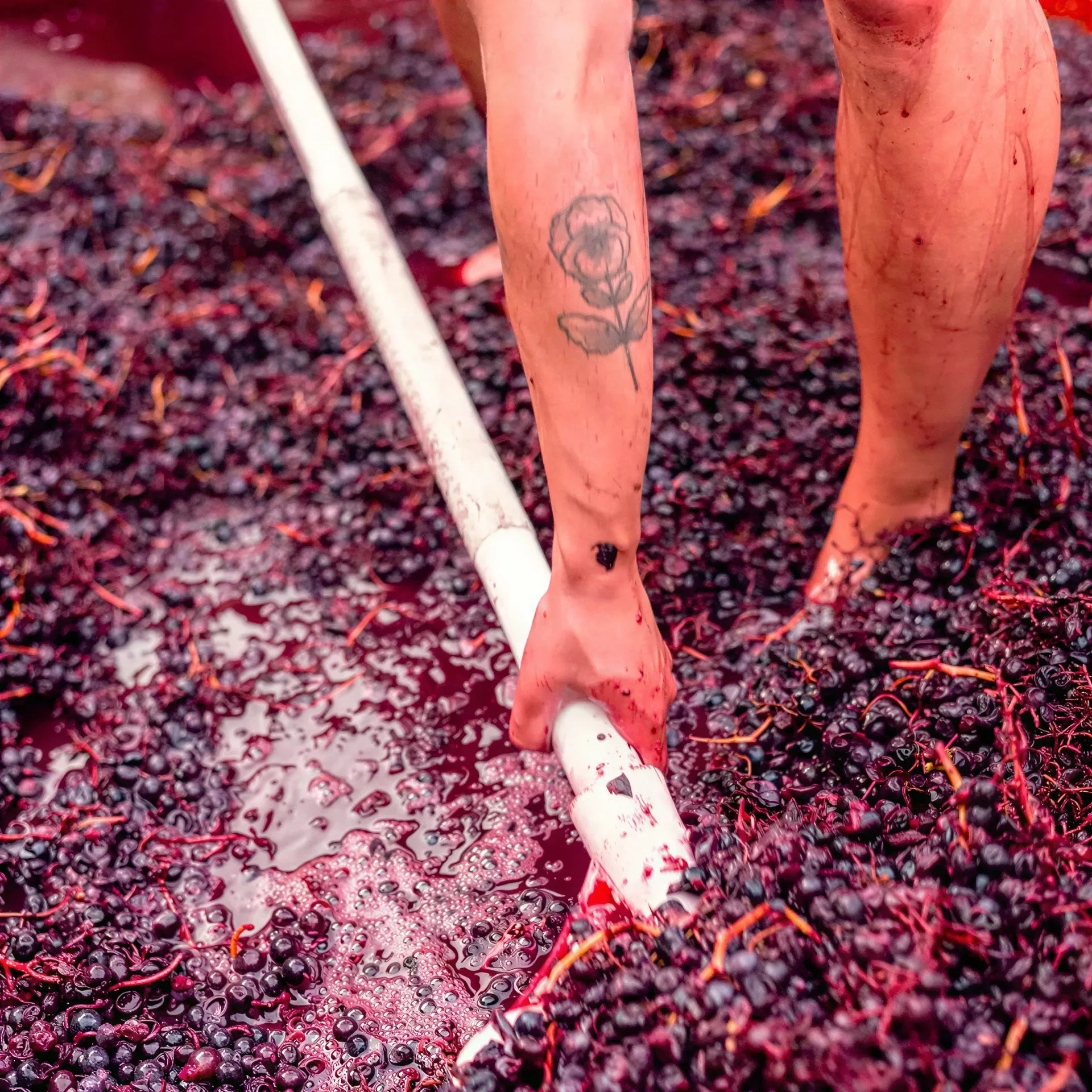 Karma Village Grapes