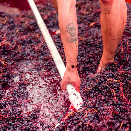 Karma Village Grapes