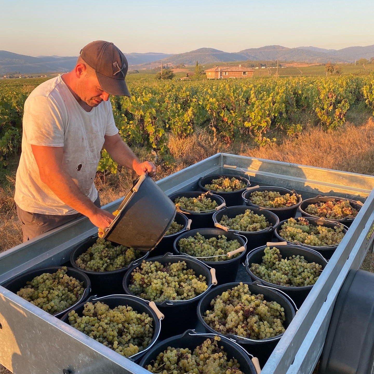 A man in a white t-shirt and baseball cap pours grapes from a bucket into black barrels arranged in a metal trailer outdoors in a vineyard during golden hour.