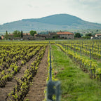A scenic vineyard landscape with rows of grapevines stretching toward a hillside village under a cloudy sky.