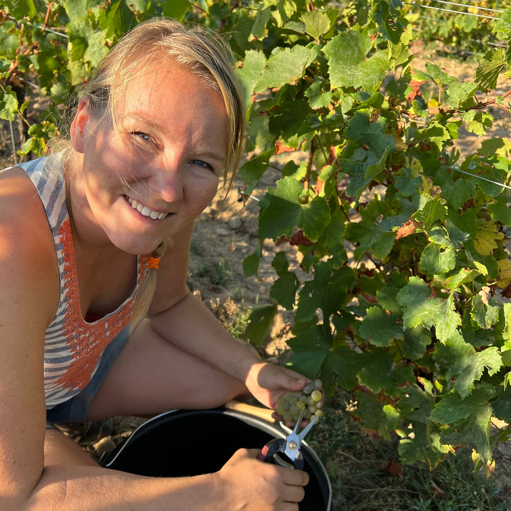 A smiling woman crouches in a vineyard holding a black bucket and pruning shears, harvesting grapes from a grapevine under bright sunlight.