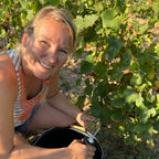 A smiling woman crouches in a vineyard holding a black bucket and pruning shears, harvesting grapes from a grapevine under bright sunlight.