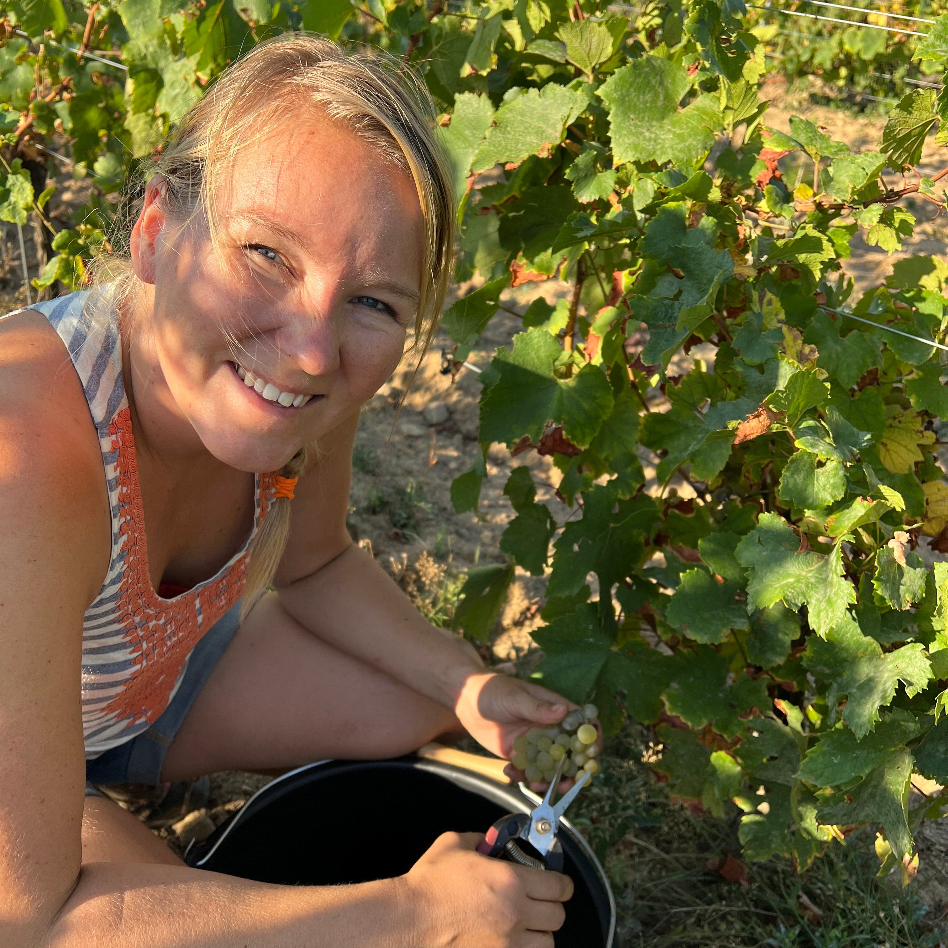 A smiling woman crouches in a vineyard holding a black bucket and pruning shears, harvesting grapes from a grapevine under bright sunlight.