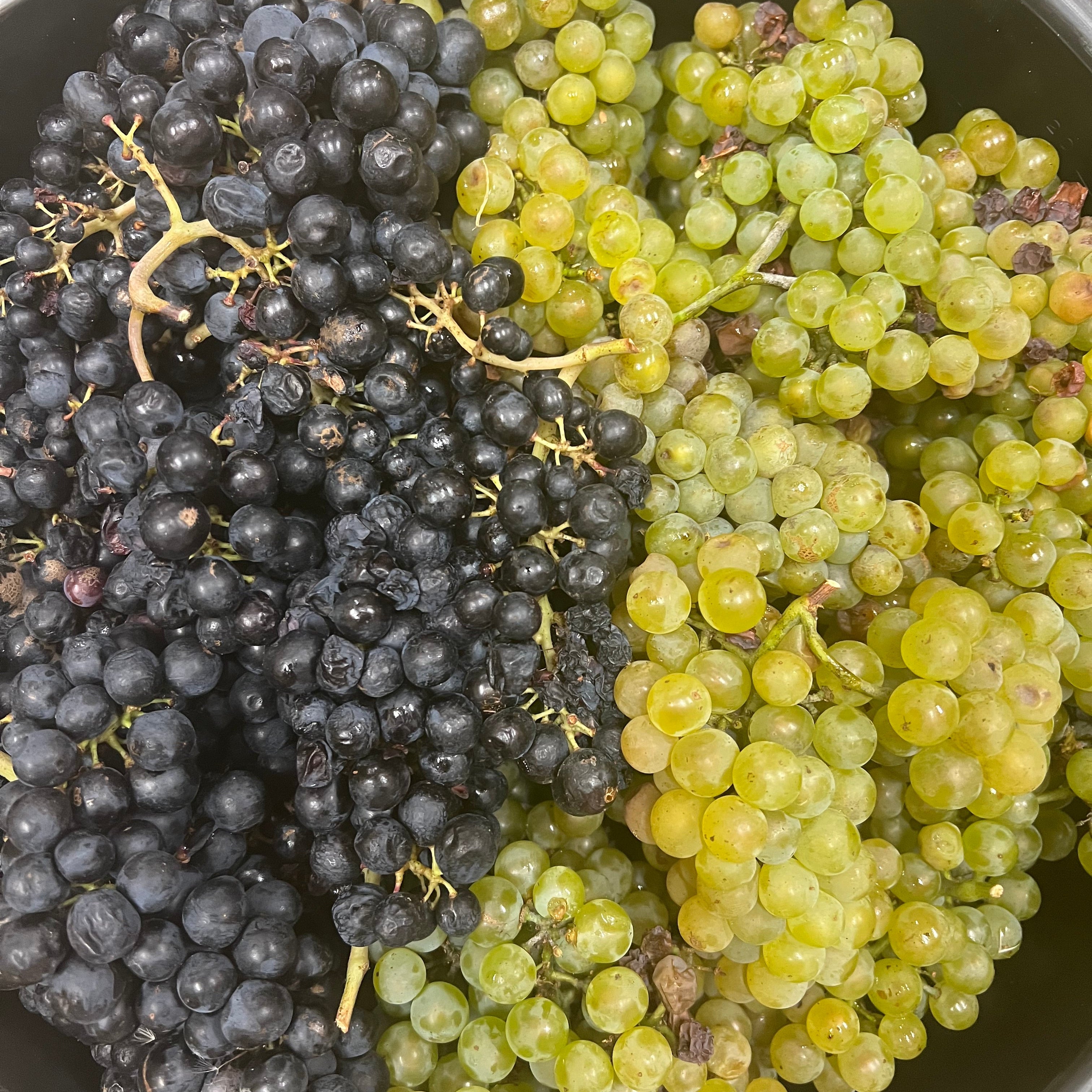 Two bunches of loose grapes in a black container, with one bunch of dark purple grapes and one bunch of light green grapes.