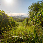 Lush green field with trees and a clear sky