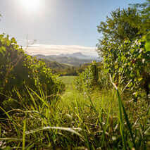 Lush green field with trees and a clear sky