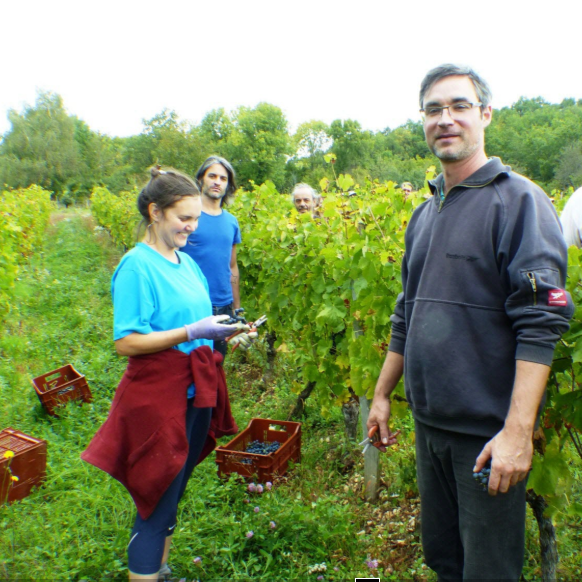 People working in Les Cortis vineyard with harvesting tools and crates.