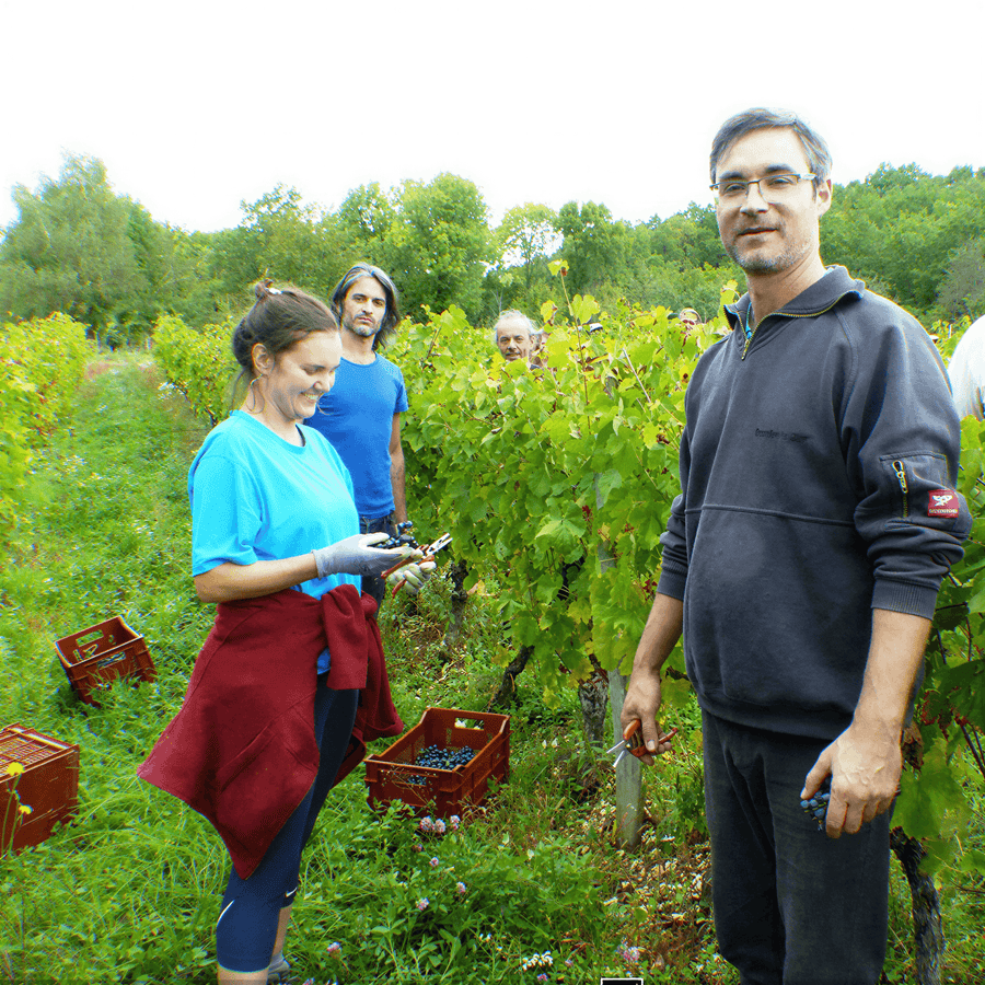 People working in Les Cortis vineyard with harvesting tools and crates.