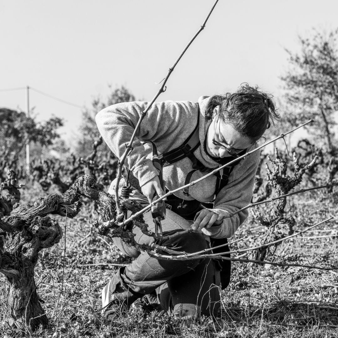 Person working in a vineyard with tools, surrounded by grapevines.
