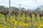 The Cinsault Spécial | 2025 | Blanc de Noirs | Hérault 🇫🇷