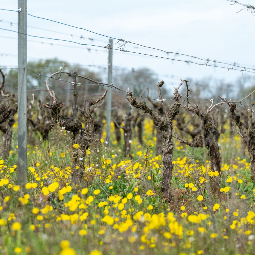 Barbed wire fence with vineyard rows and yellow flowers in the foreground at Domaine Les Orbrieres