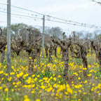 Barbed wire fence with vineyard rows and yellow flowers in the foreground at Domaine Les Orbrieres