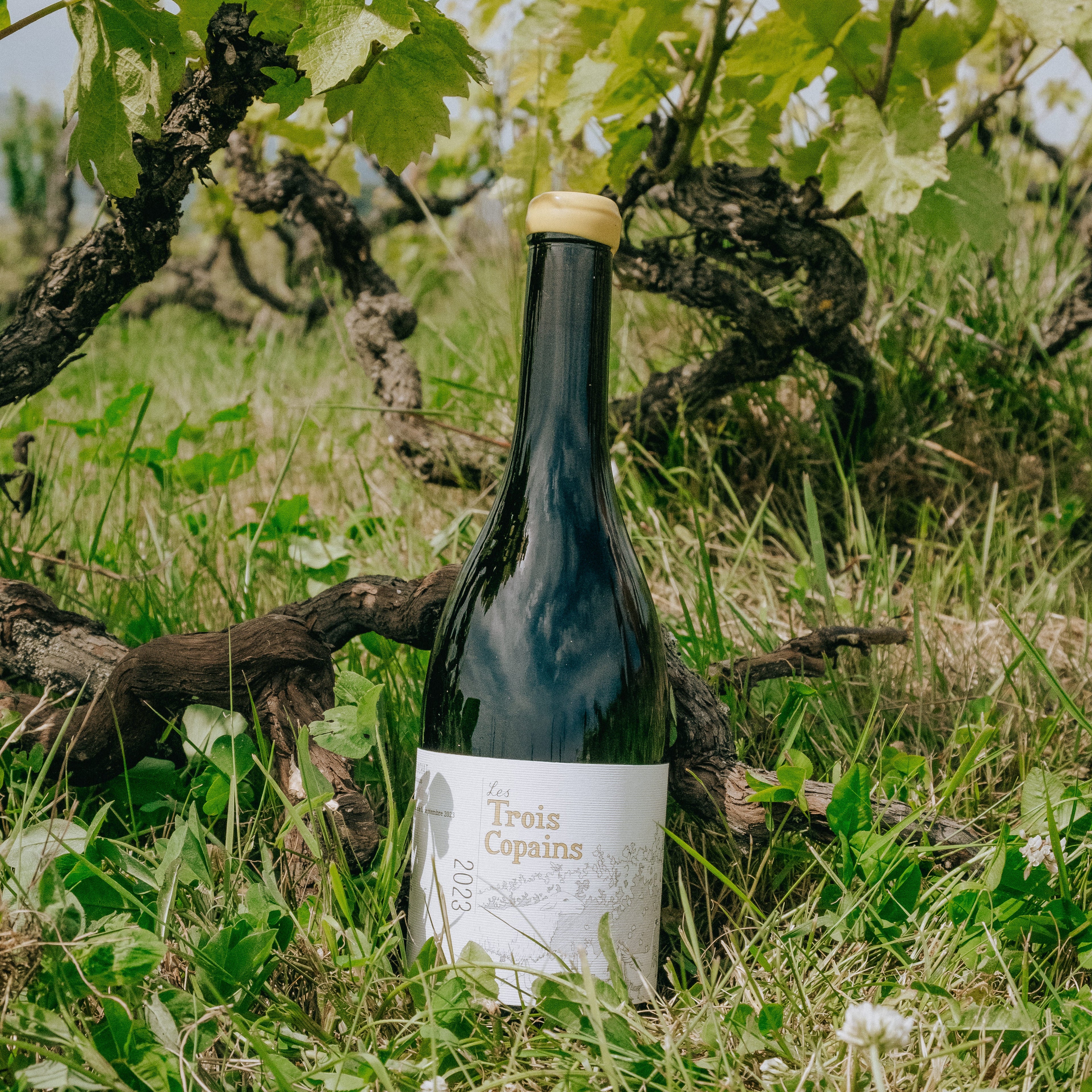 A dark glass bottle of Tres Cavaix white wine with a white label and gold foil, standing upright in a grassy vineyard between grapevine trunks and green leaves.