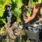Harvesting grapes by hand from Domaine Malia 