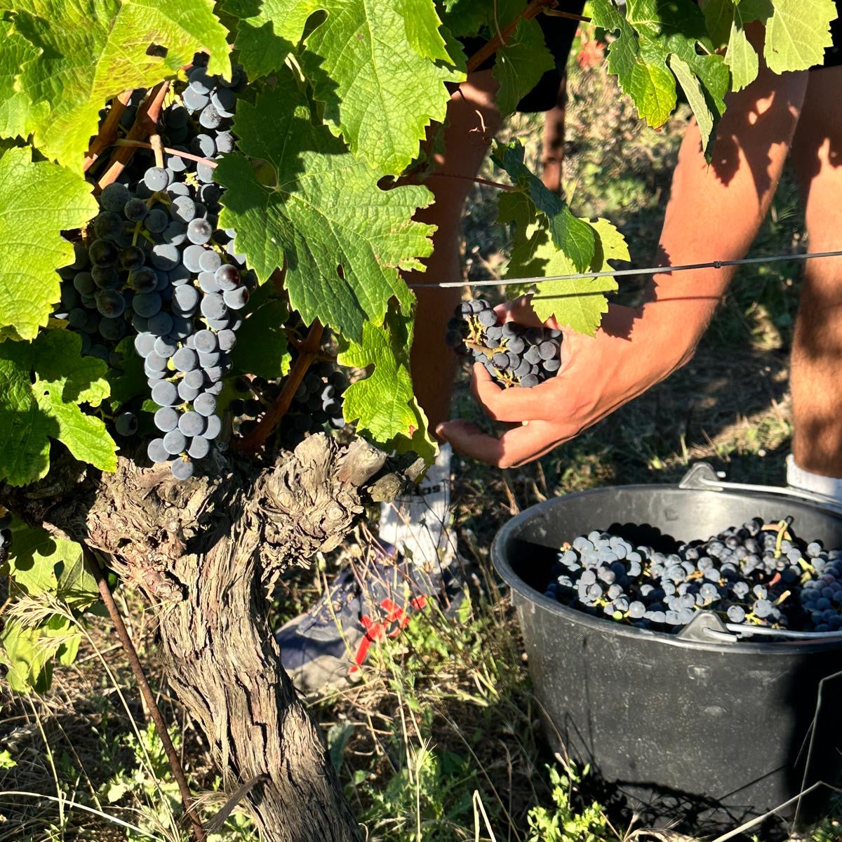 Harvesting grapes by hand from Domaine Malia 