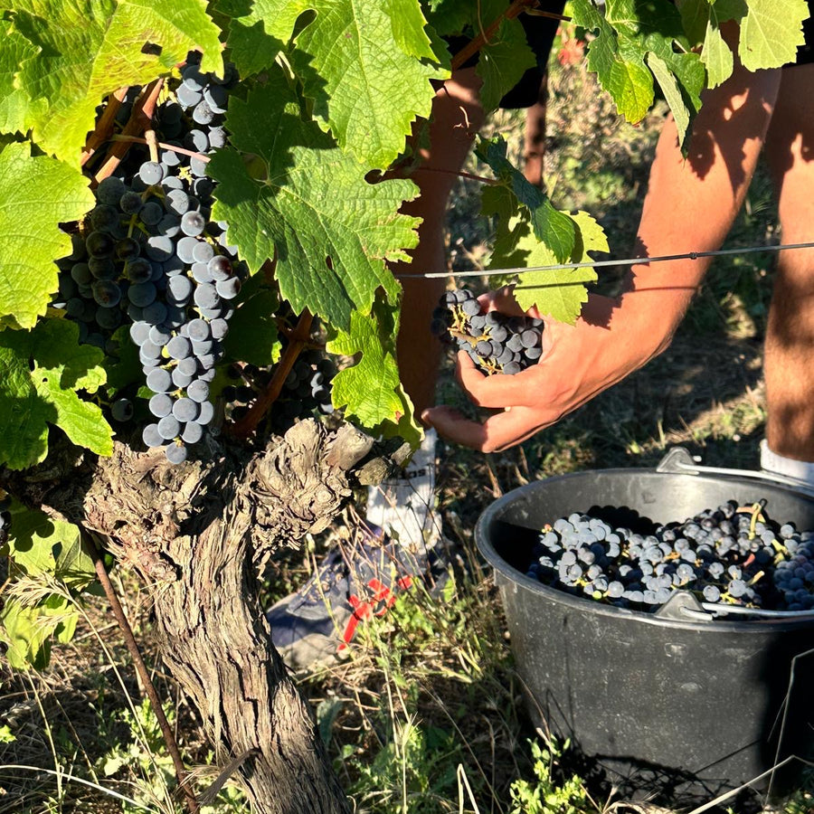 Harvesting grapes by hand from Domaine Malia 