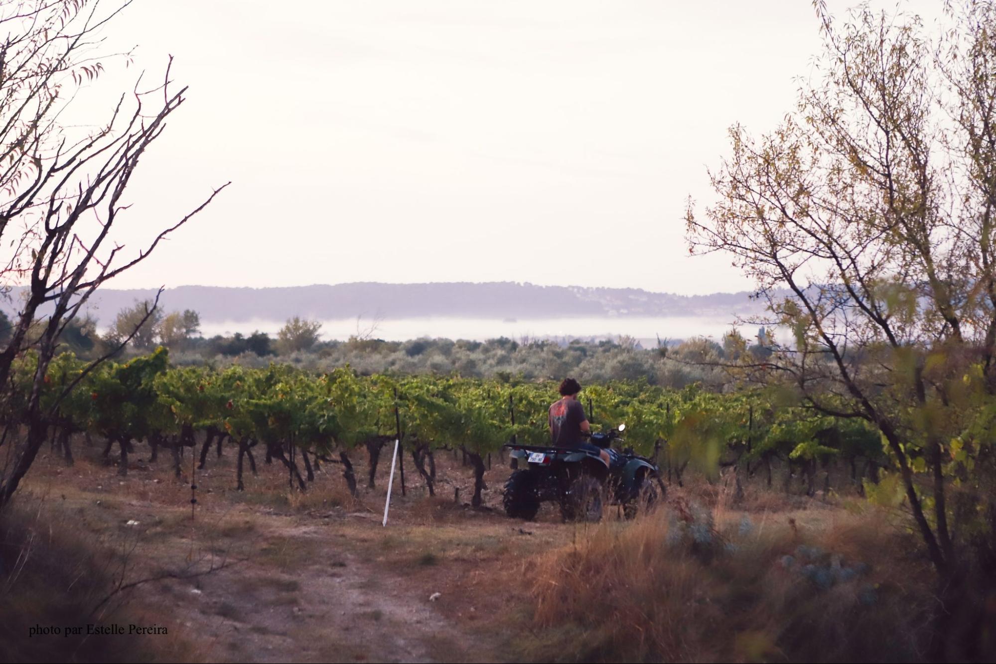 Tomasso riding a four-wheeler through Malia vineyard with a lake in the background