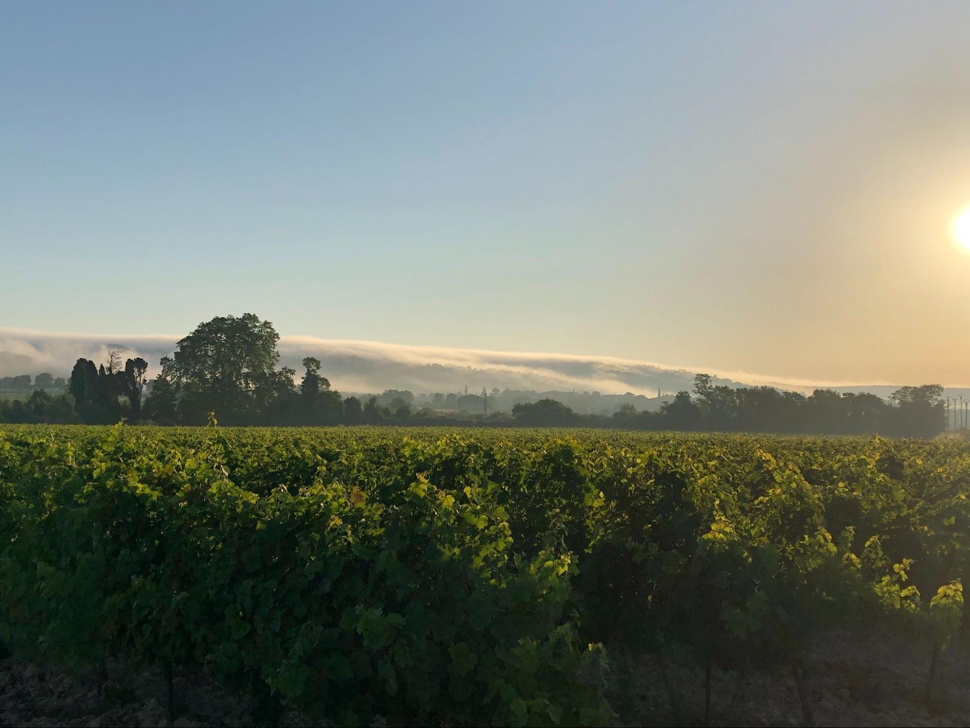 Sunrise over Malia's vineyard with trees in the background