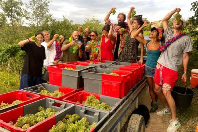 Happy harvest team at the vendanges behind a tractor eating grapes 