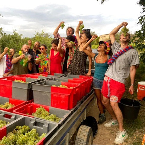 Group of people with harvested grapes and crates outdoors