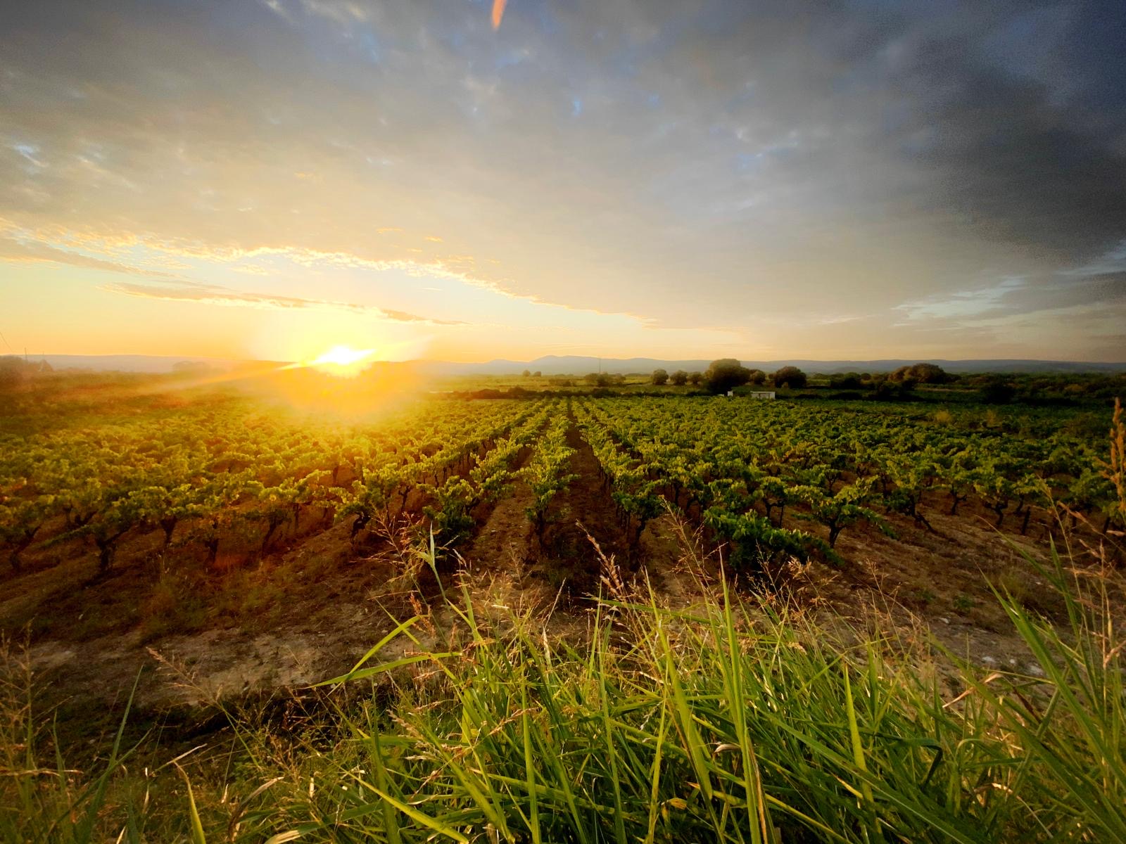 Sunset over Mas Zenitude vineyard with rows of grapevines and a clear sky.