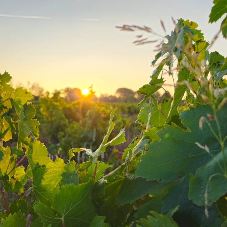 Sunset over a Mas Zenitude Vineyard