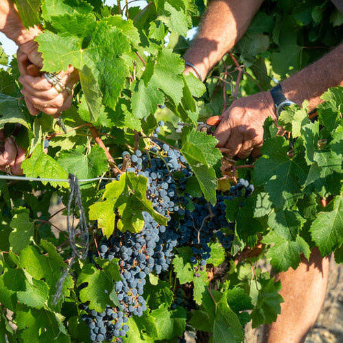 Close-up of hands harvesting grapes from  Domaine Les Obrieres