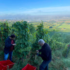 Two people harvesting grapes from vineyard vines, with red crates nearby and a scenic valley landscape under a blue sky in the background.