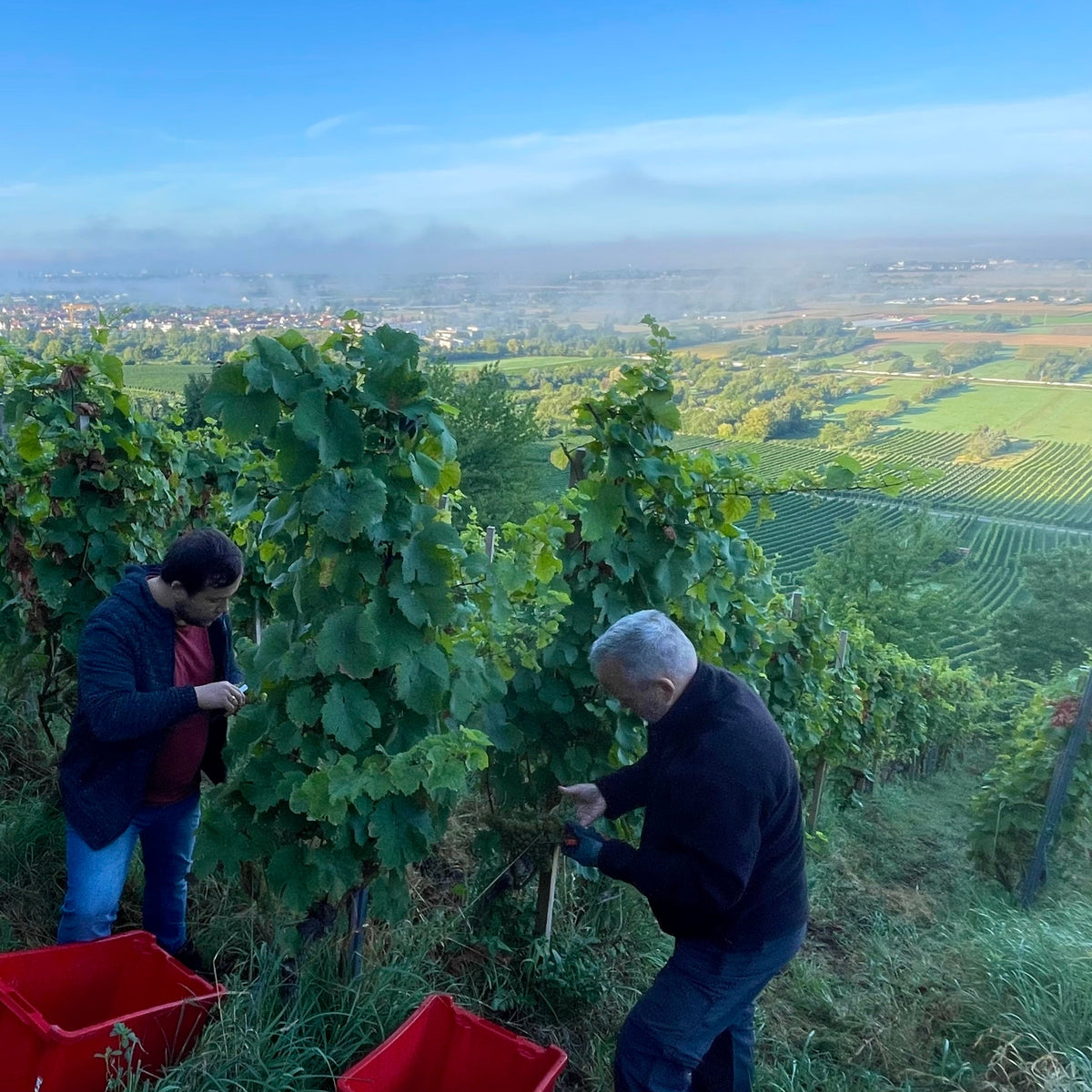 Two people harvesting grapes from vineyard vines, with red crates nearby and a scenic valley landscape under a blue sky in the background.