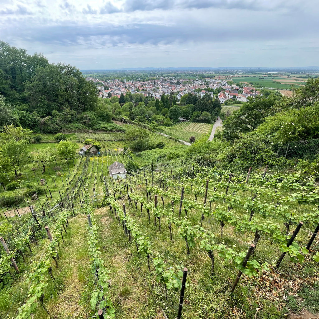 A scenic landscape photograph of a vineyard on a hillside, with rows of grapevines in the foreground, dense green trees on the left, and a small town visible in the valley under a cloudy sky.