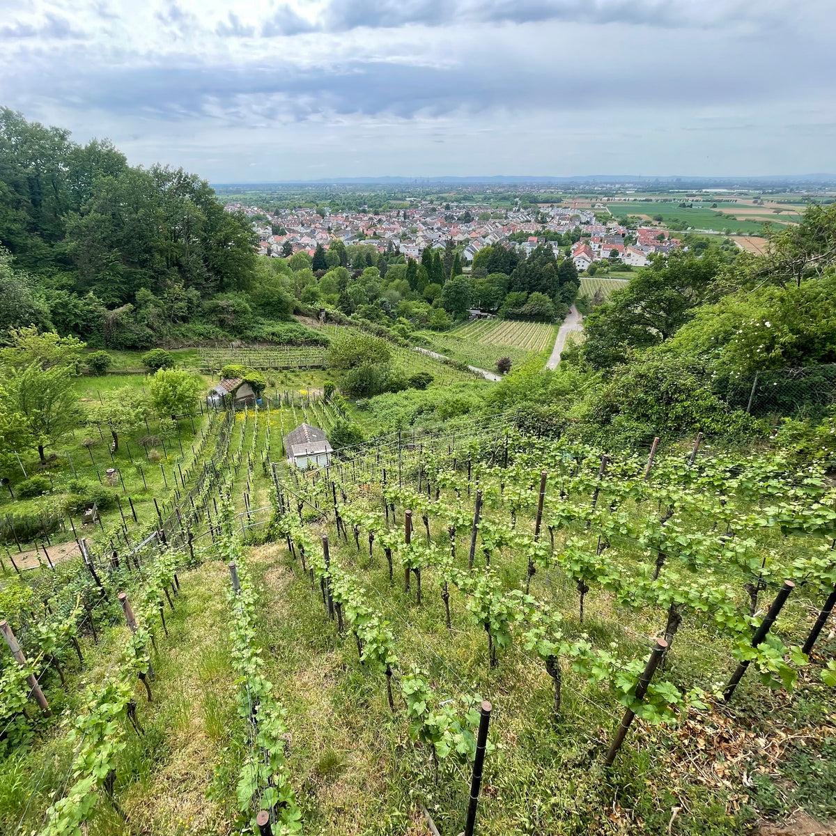 A scenic landscape photograph of a vineyard on a hillside, with rows of grapevines in the foreground, dense green trees on the left, and a small town visible in the valley under a cloudy sky.