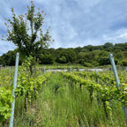 A vineyard landscape with rows of grapevines on metal posts, a young tree in the center, tall green grass, a forested hill in the background, and a blue sky with white clouds overhead.